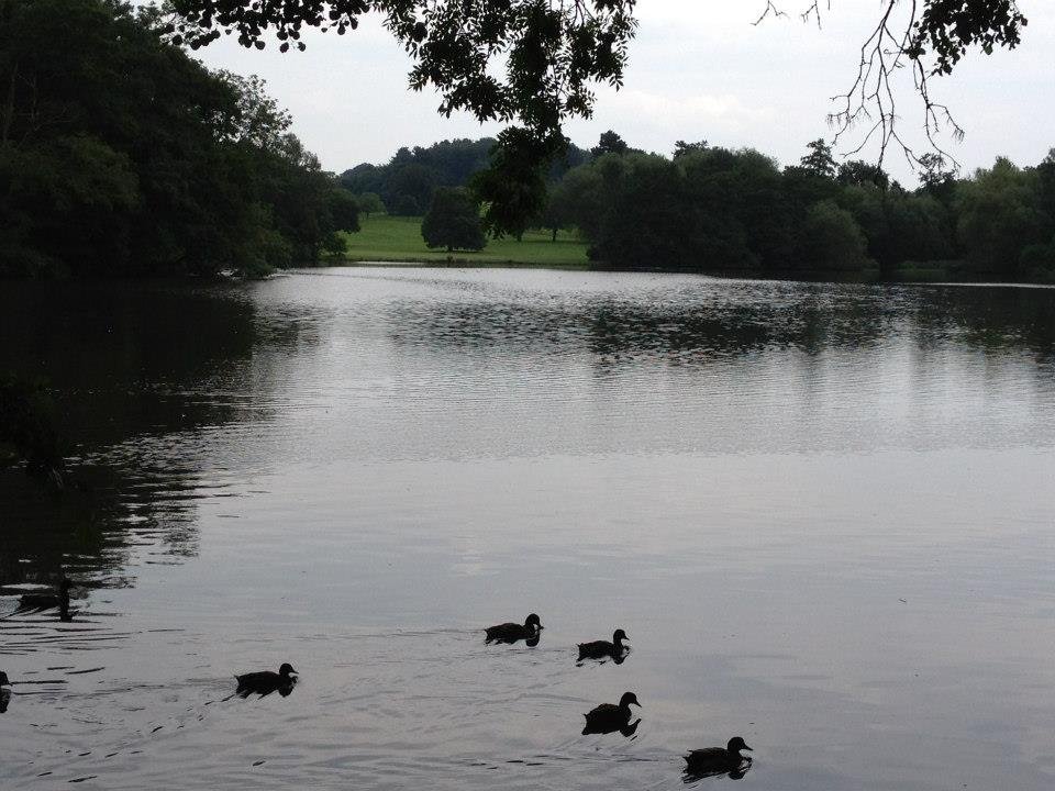 Photograph of Ducks on Locko Park Lake