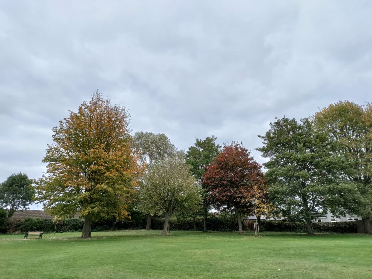 Photograph of Autumn trees in Brunswood Park