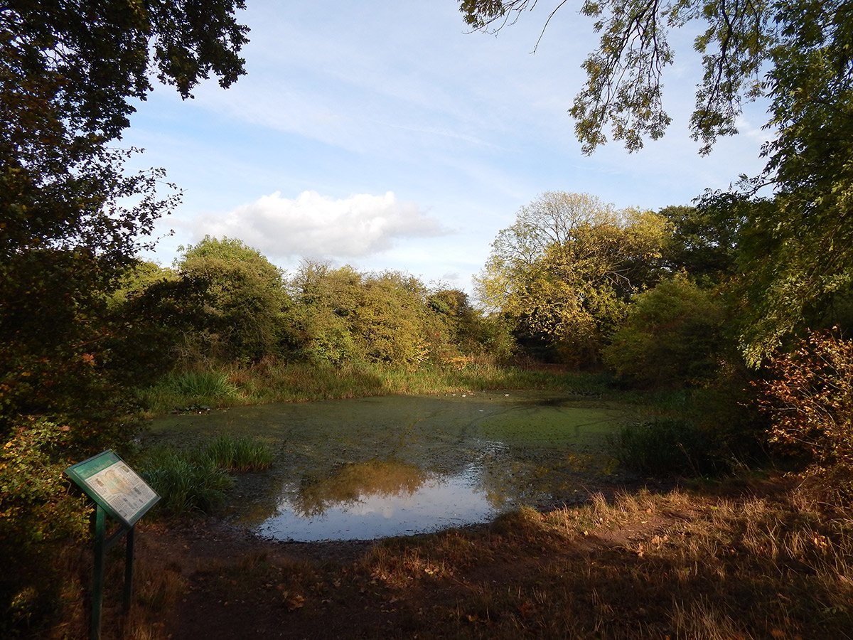 Photograph of West Park Meadows pond in Autumn